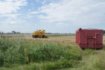 Graszaad wordt gedorst
